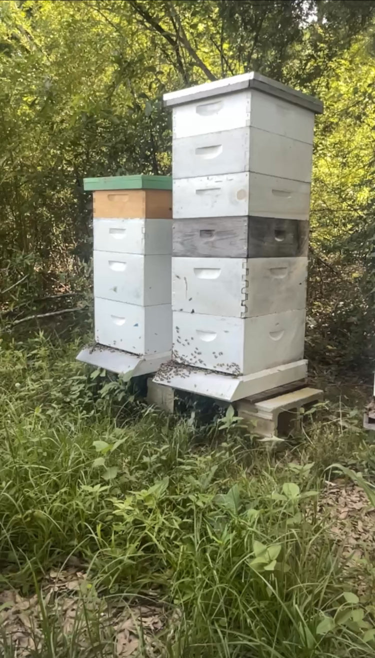 Bee hives at the farm