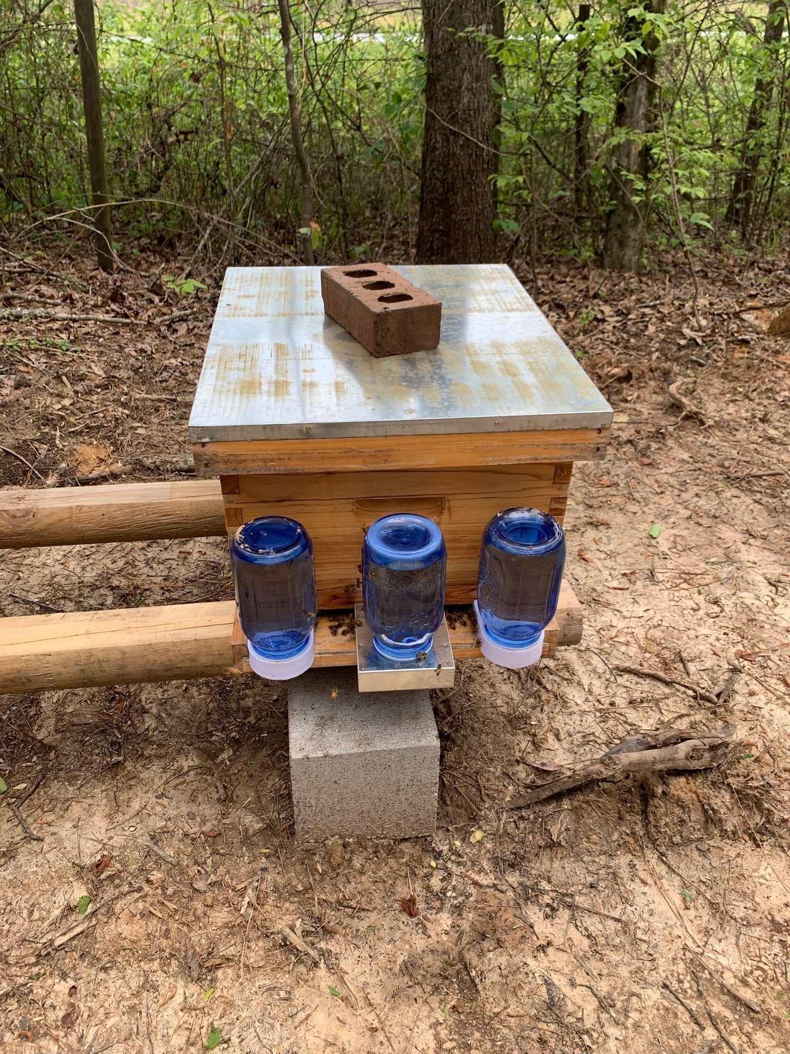 How to Start Beekeeping