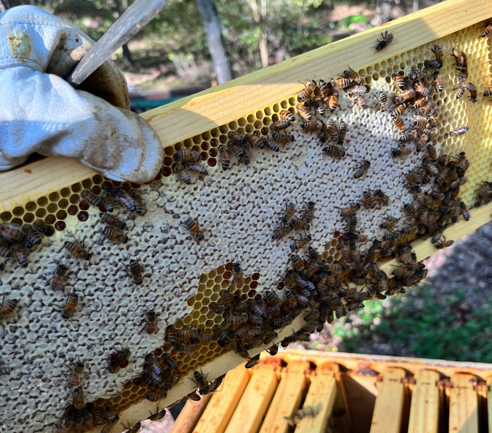 42 Important Bee Stats