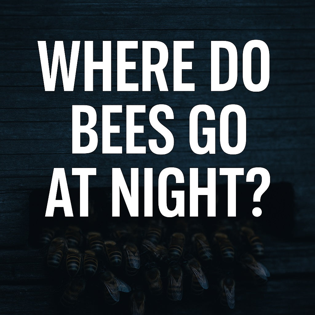 Where Do Bees Go At Night?