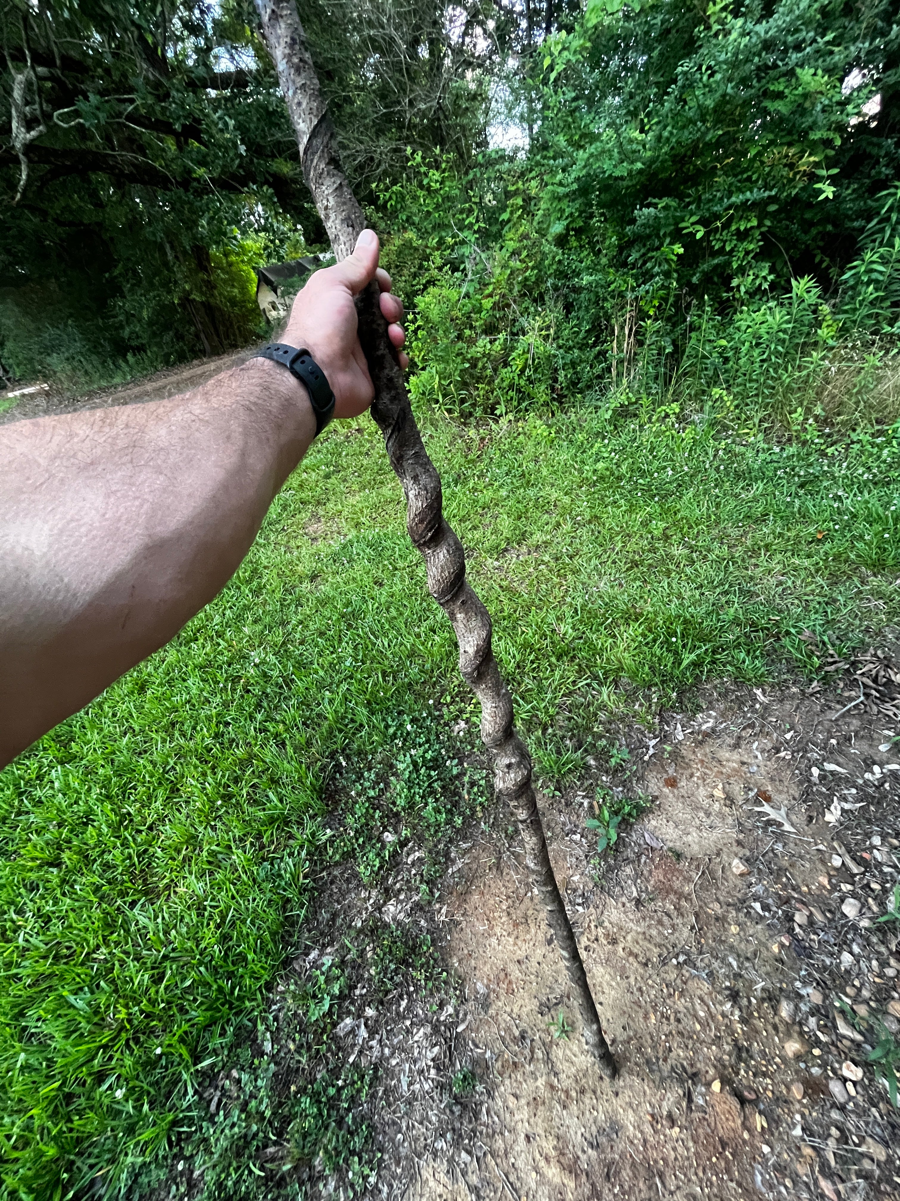 Wild Stick